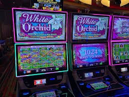 zc777 com Kya Milta Hai Hamari Live Casino Mein